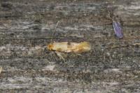 Bucculatrix ulmella