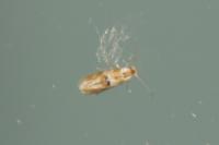 Bucculatrix ulmella