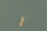 Bucculatrix ulmella