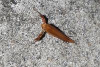 Caloptilia betulicola/elongella