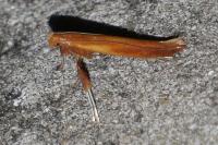 Caloptilia betulicola/elongella