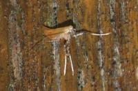 Caloptilia roscipennella