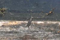 Parectopa ononidis