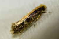 Monopis crocicapitella