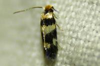 Etainia louisella