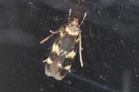 Oegoconia