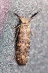 Ochsenheimeria taurella