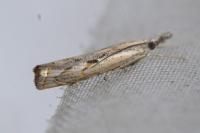 Agriphila inquinatella