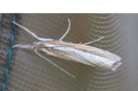Agriphila tristella