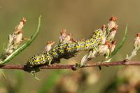 Cucullia tanaceti
