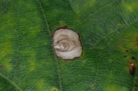 Tischeria dodonaea