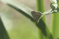Lampides boeticus