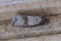 Celypha striana