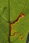 Stigmella aceris
