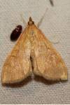 Ostrinia nubilalis