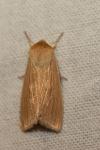 Mythimna pallens