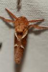 Triodia sylvina