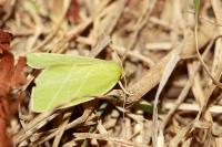 Bena bicolorana