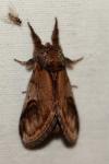 Notodonta ziczac