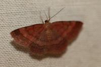 Scopula rubiginata
