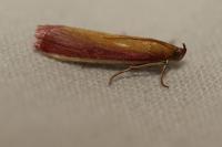Oncocera semirubella