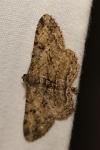 Peribatodes rhomboidaria