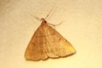 Herminia tarsicrinalis