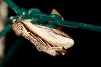 Pheosia tremula