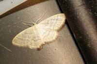 Idaea sylvestraria