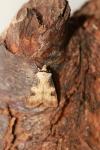 Agrotis puta