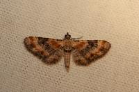 Eupithecia linariata