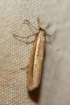 Agriphila tristella