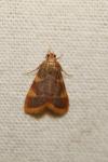 Hypsopygia costalis