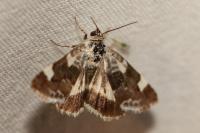 Acontia lucida