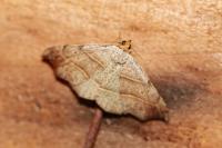 Laspeyria flexula