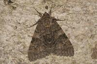 Catocala nupta