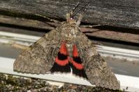 Catocala nupta