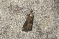 Schrankia costaestrigalis