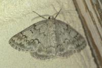 Pseudoterpna coronillaria