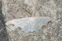 Scopula ornata