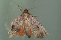 Amphipyra berbera/pyramidea