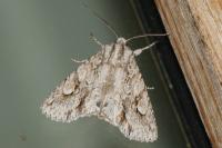 Meganephria bimaculosa