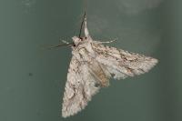 Meganephria bimaculosa