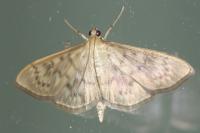 Patania ruralis