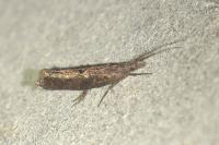 Ypsolopha horridella