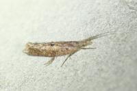 Ypsolopha horridella