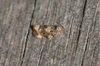 Endothenia
