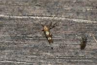 Calybites phasianipennella