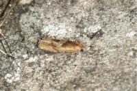 Eucosma
