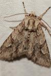 Meganephria bimaculosa